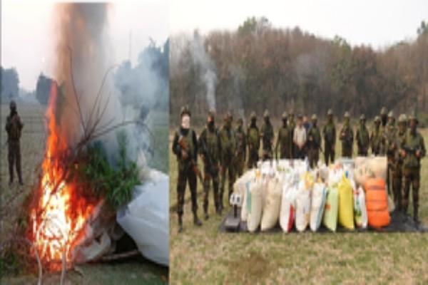 Joint Operation Wipes Out around Rs 6 Crore Ganja Cultivation Near in Tripura